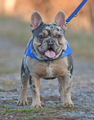 French Bulldog Male Blue Tan Merle - Houston