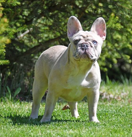 French Bulldog Puppy for Sale Lilac Fawn Merle - Vanilla baby