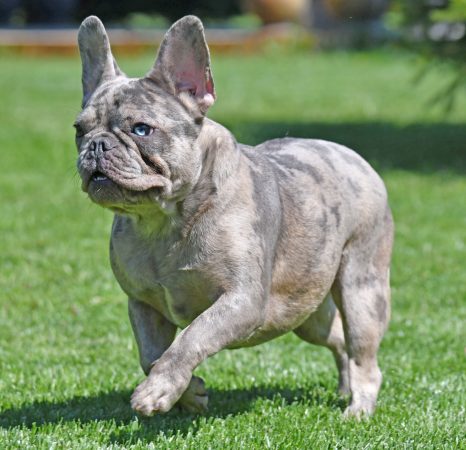 French Bulldog Puppy for Sale Blue Merle - Gloria
