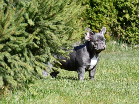 French Bulldog Male Blue Tan Merle - Mr. Boston