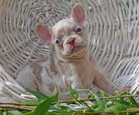French Bulldog Male Lilac Tan Merle - Avatar