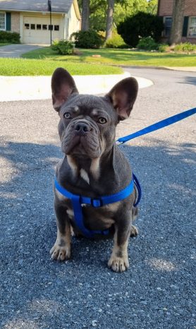 French Bulldog Puppy for Sale Blue Fawn Merle - Lilly