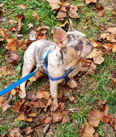 French Bulldog Male blue merle - Mr. Twister