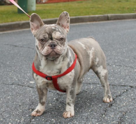 French Bulldog Puppy for Sale Blue Fawn Merle - Lilly