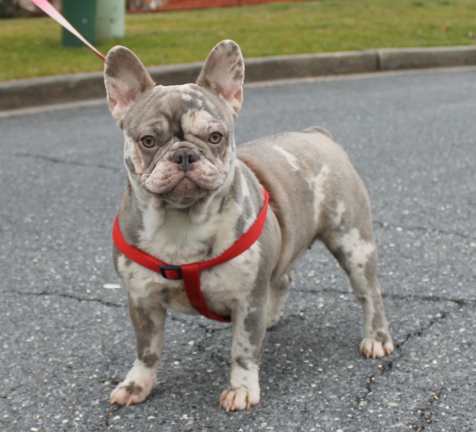 Blue sable best sale tri french bulldog