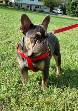 French Bulldog Puppy for Sale Lilac Tan Merle - Baileys