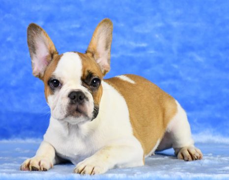 French Bulldog Puppy for Sale Lilac Tan Merle - Boris