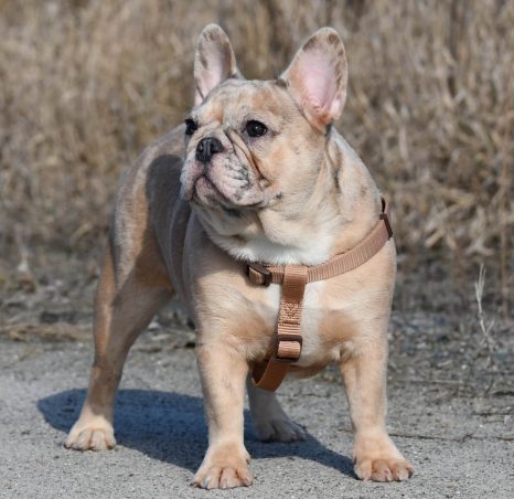 French Bulldog Male Lilac Tan Merle - Boris