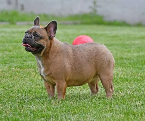 French Bulldog Female Blue Red - Cookie