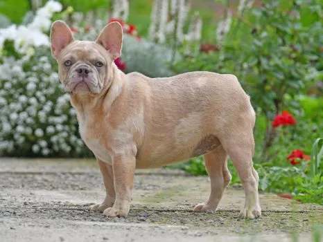 French Bulldog Female Lilac Fawn Merle - Twinkie