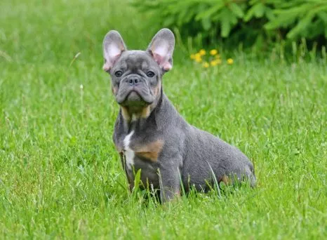 French Bulldog Male Blue and Tan - Tatum