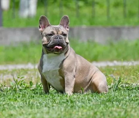 French Bulldog Female Blue Fawn - Ruta