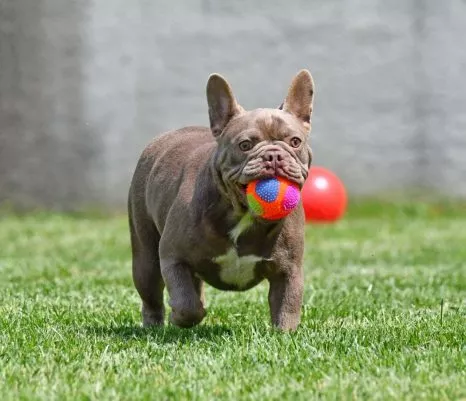 French Bulldog Female Isabella Tan - Izolda