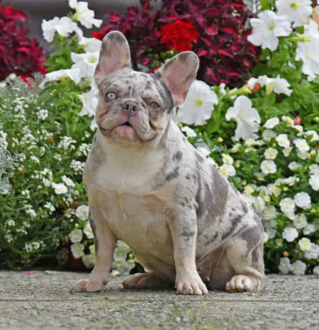French Bulldog Female Lilac Tan Merle - Barracuda
