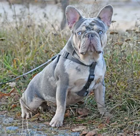 French Bulldog Male Lilac Tan Merle - Elvin