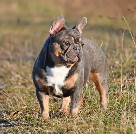 French Bulldog Female Blue Tan - Sansa