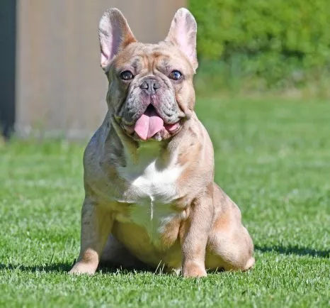 French Bulldog Male Lilac Tan Merle - Elvin