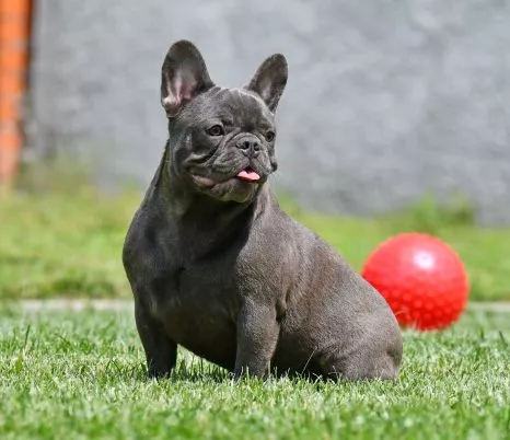 French Bulldog Female Blue - Marfa