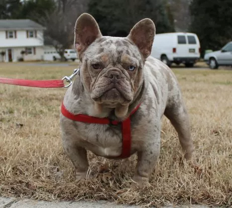 French Bulldog Puppy for Sale White Fawn - Tina