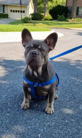French Bulldog Puppy for Sale Lilac Fawn Merle - Vanilla baby