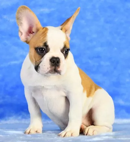 French Bulldog Puppy for Sale White Fawn - Tina
