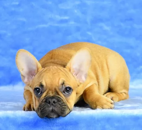French Bulldog Puppy for Sale Blue Fawn Merle - Mini Pumpkin