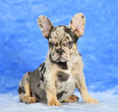 French Bulldog Female Blue Red - Cookie